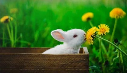 平湖最新公积金卡提取现金方法app方法分析(最方便真实的平湖公积金卡怎样从手机里取出来?方法)